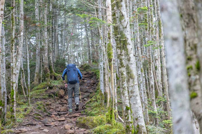樹林帯を歩く登山者