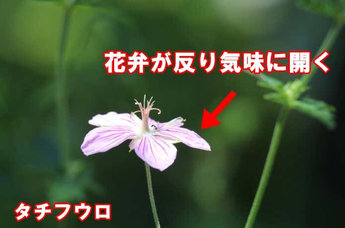 タチフウロの花