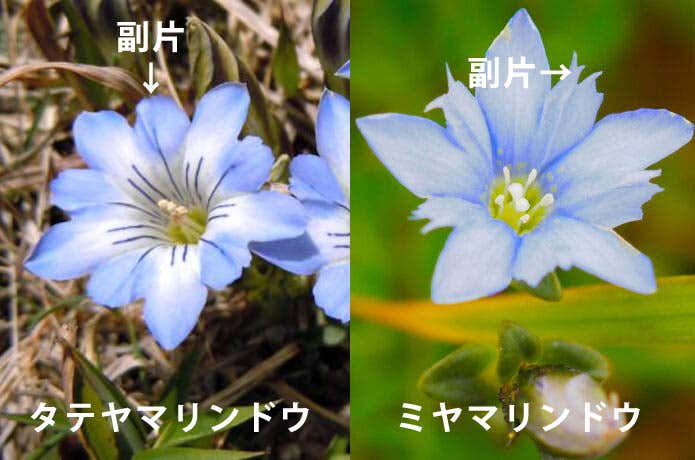 タテヤマリンドウとミヤマリンドウ