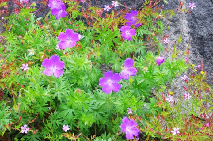  ハクサンフウロの花