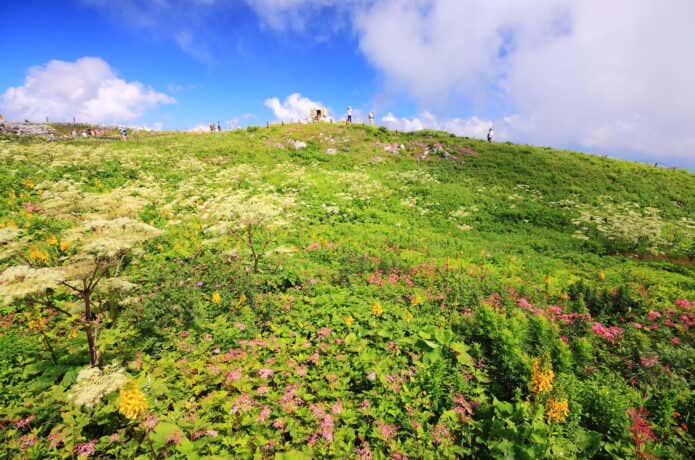 伊吹山山頂のお花畑