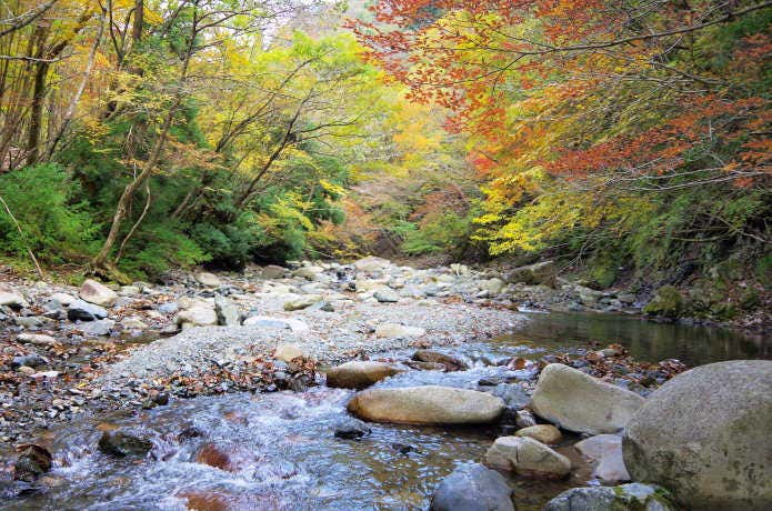 紅葉の鈴鹿の上高地、神崎川