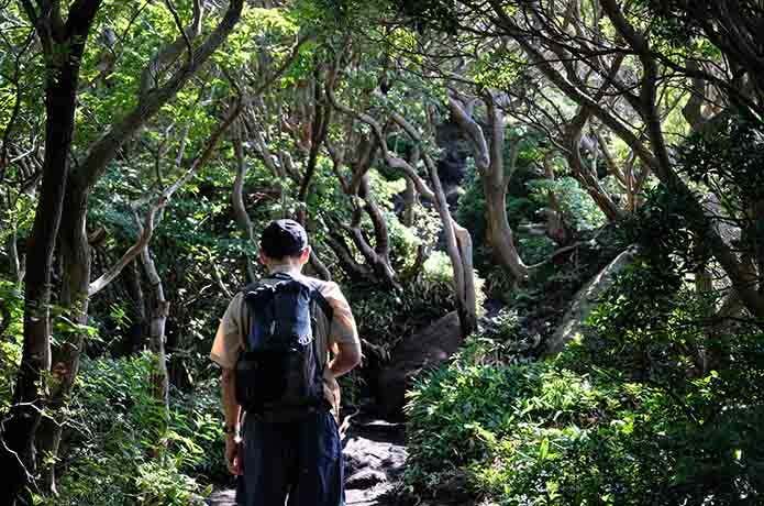 九重山　樹林帯