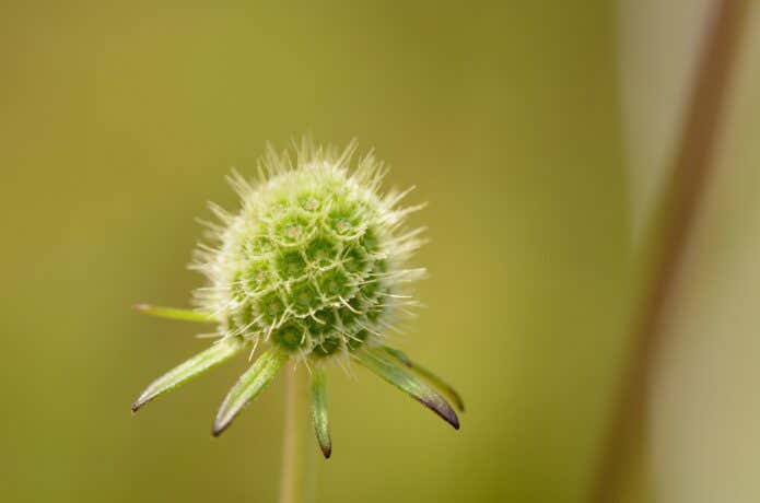 マツムシソウの花のあと