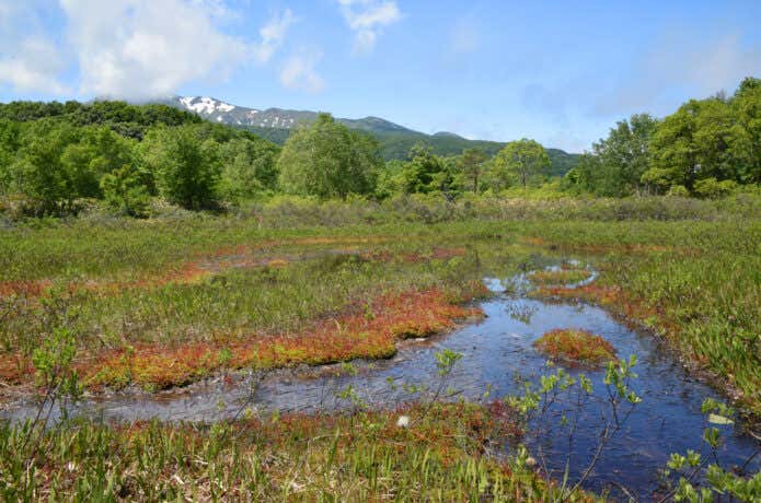 八甲田山 田代平湿原のモウセンゴケ