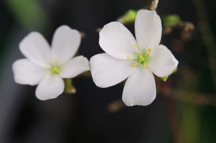 モウセンゴケの花