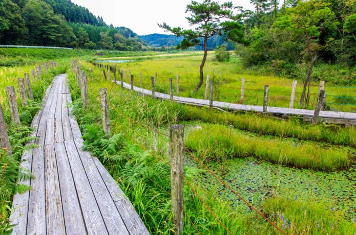 樫原湿原