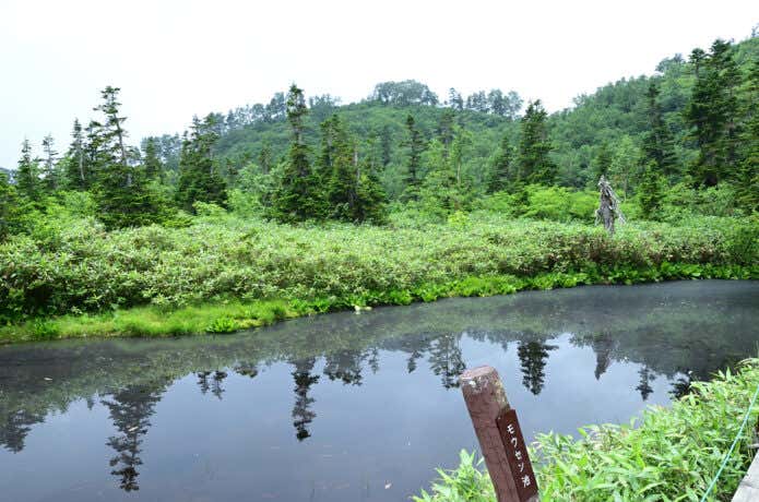 栂池自然園モウセン池