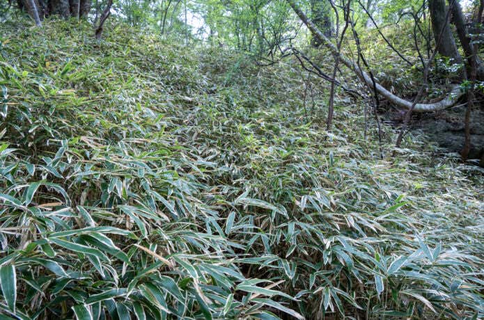 藪や枝の多い登山道
