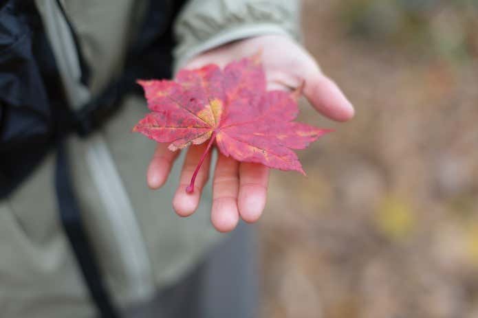 手のひらの紅葉
