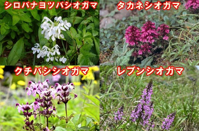 ヨツバシガマの仲間たち