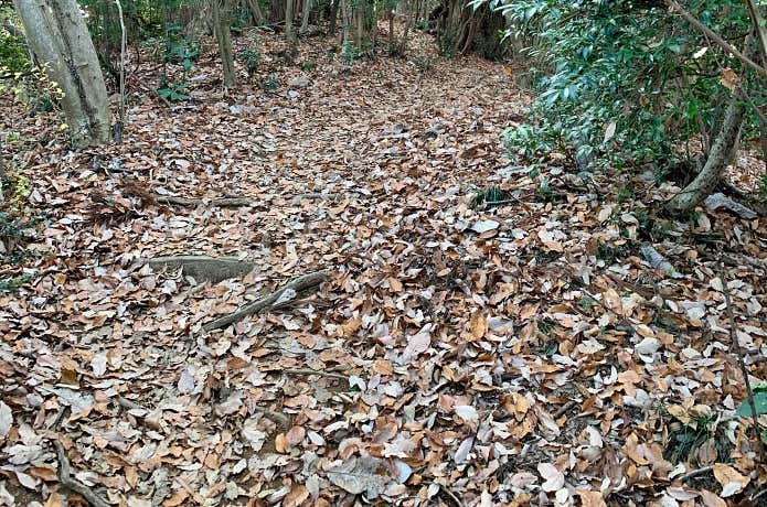 落ち葉で木の根が見えにくい状態の斜面