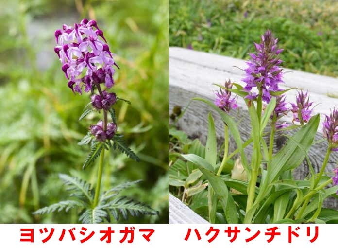 ハクサンチドリとの比較