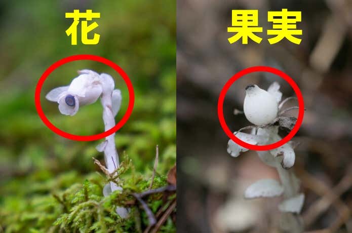 花と果実