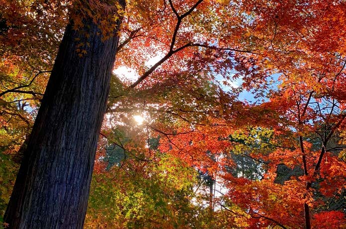 一丁平の紅葉