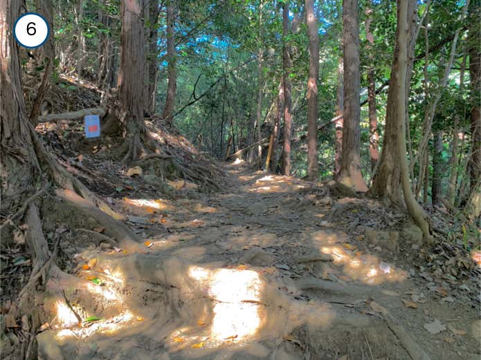 森の中の道に