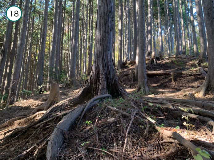 針葉樹林の中の登り