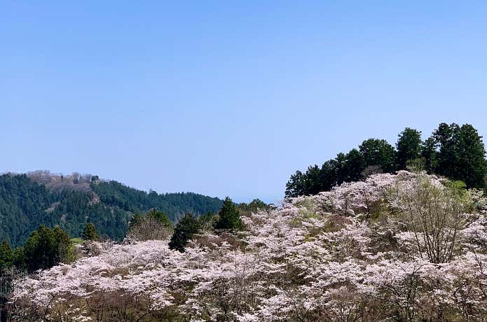 一丁平の桜