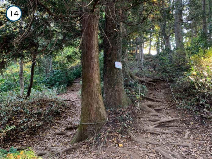針葉樹林の中の急登