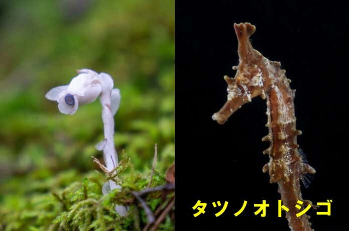 タツノオトシゴとの比較