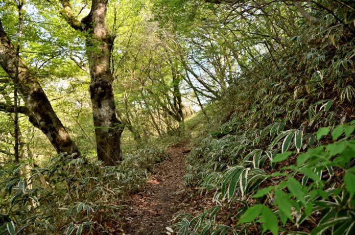 和泉葛城山のブナ林