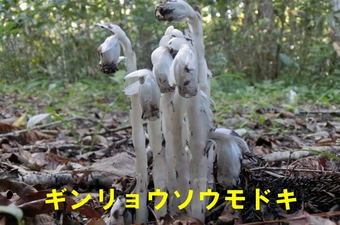 ギンリョウソウモドキ