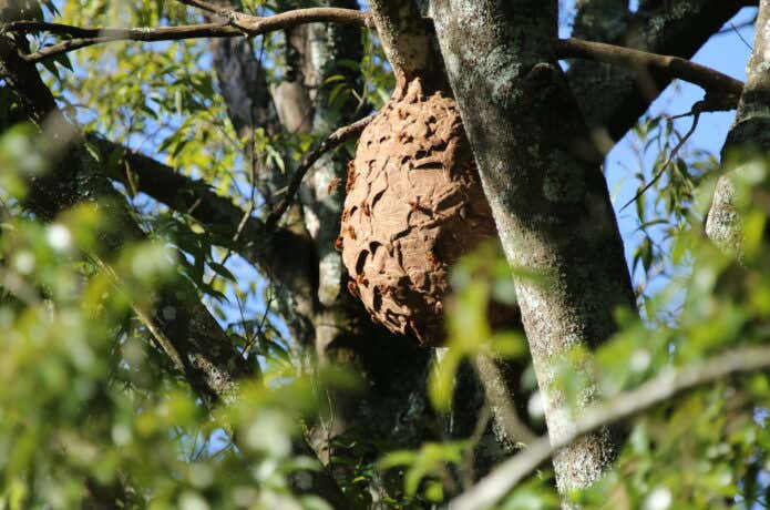 キイロスズメバチの巣