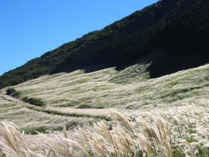 初秋の仙石原ススキ草原