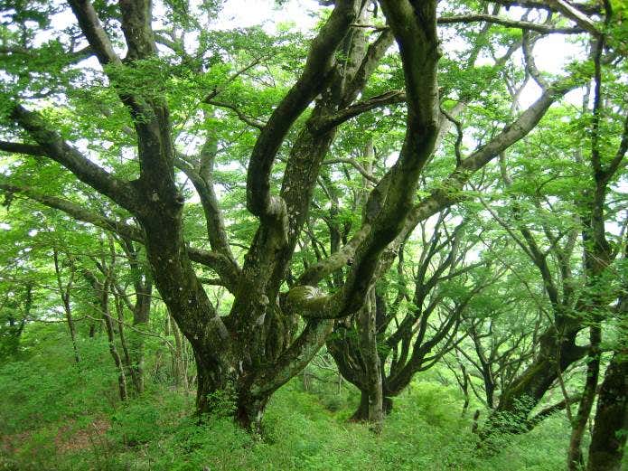 箱根外輪山のブナ
