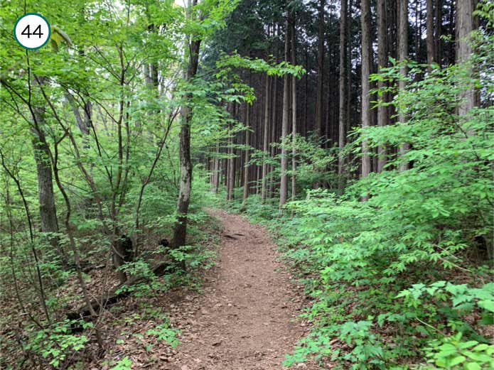 平坦な登山道