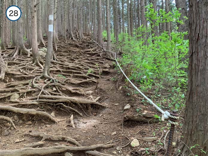 針葉樹林の中の登り