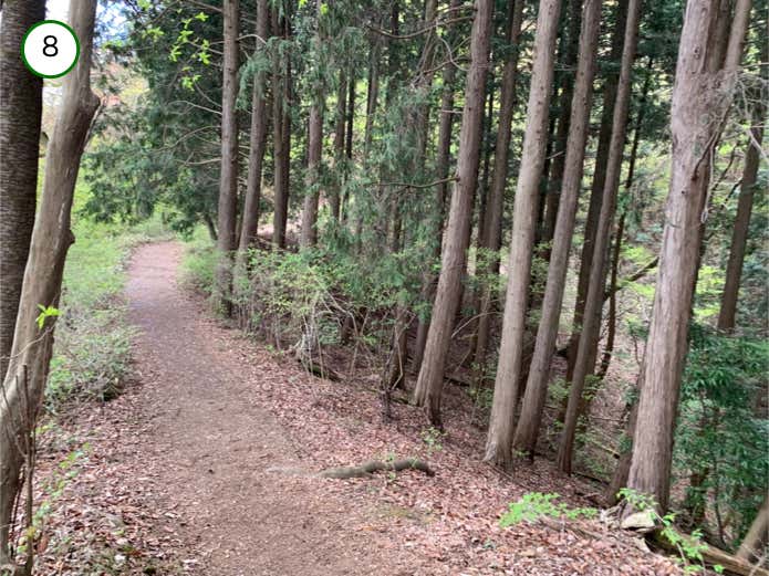明るい森の中の登山道