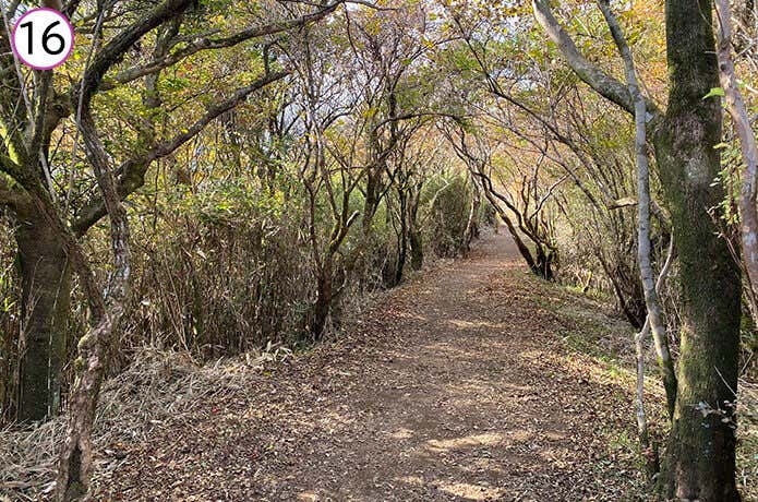 矢倉沢峠～金時神社登山口合流の登山道　平坦な道