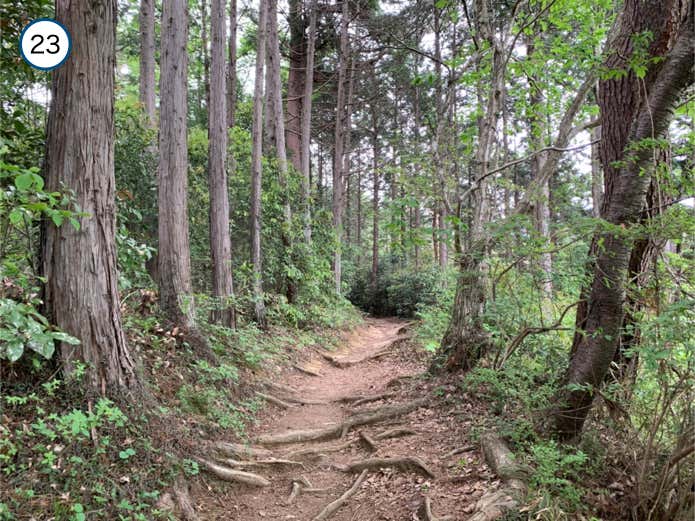 平坦な登山道