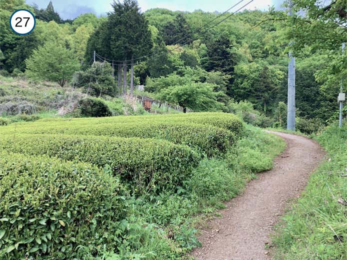 茶畑と杉並木