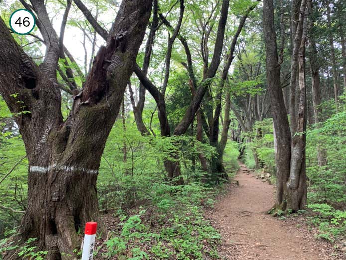巨樹の森