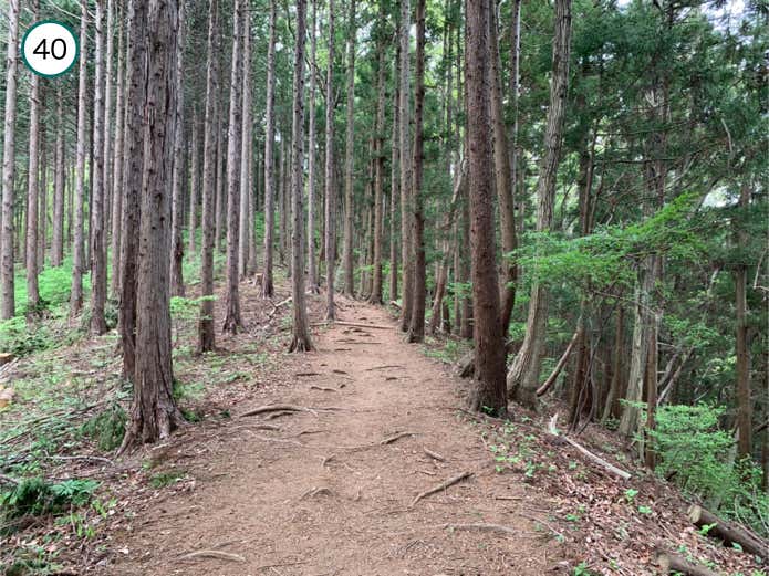 平坦な登山道