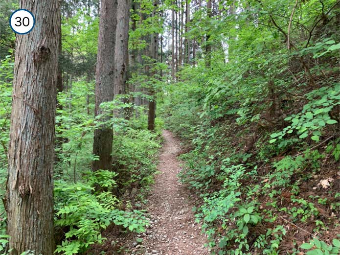 なだらかな登山道