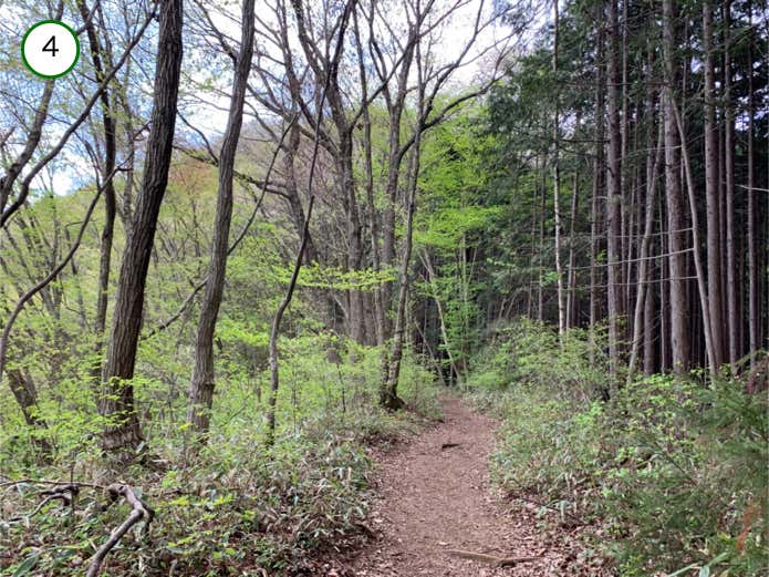 なだらかな登山道