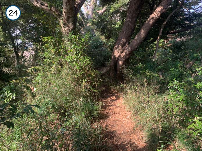 衣張山との鞍部
