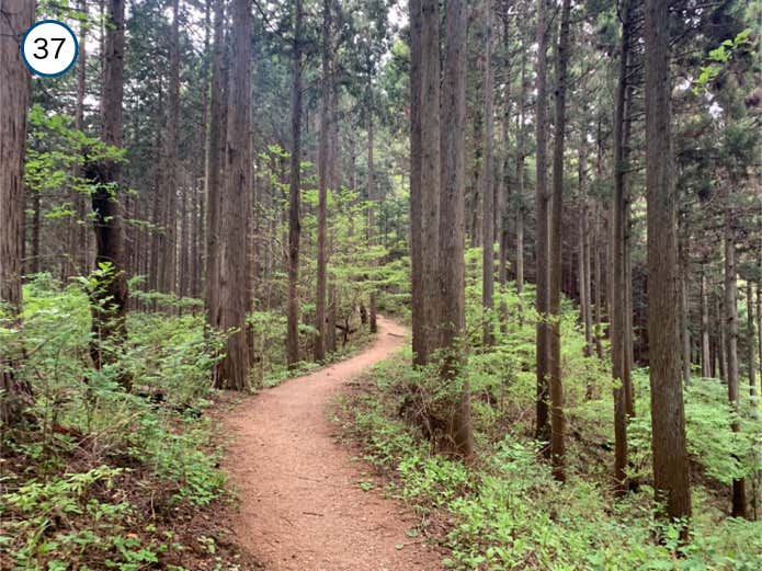なだらかな登山道