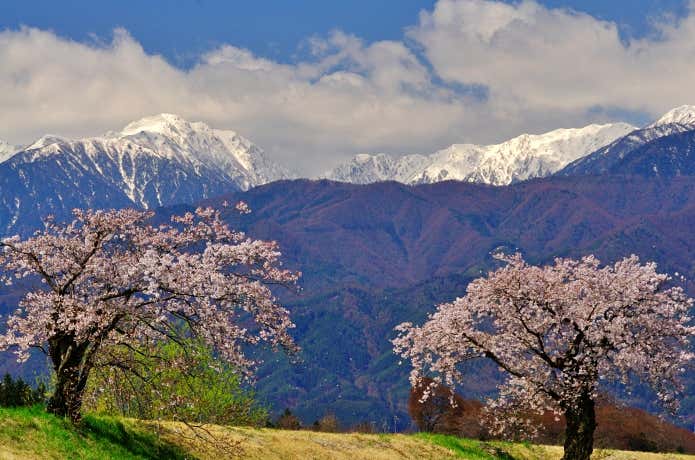 山麓は春爛漫、山頂は冬景色と。標高によって季節が異なる春山シーズン