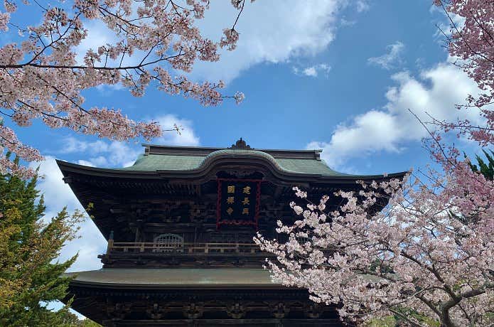建長寺の桜