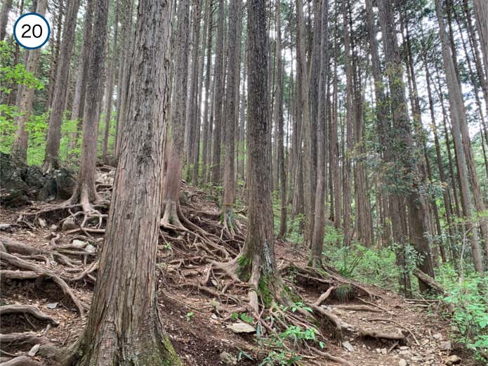 木の根が露出した尾根