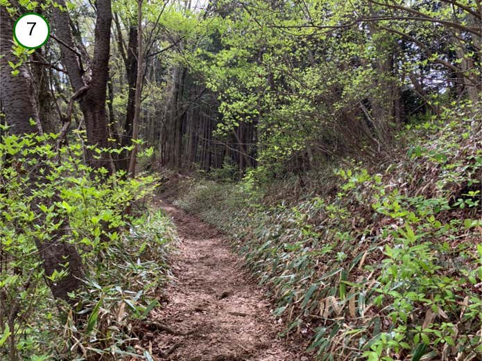 なだらかな登山道