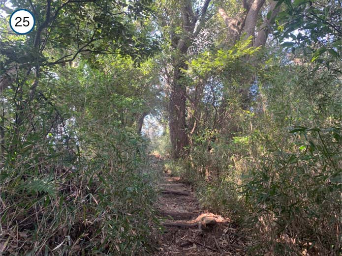 衣張山の山頂直下
