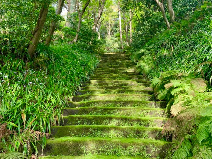 苔の階段