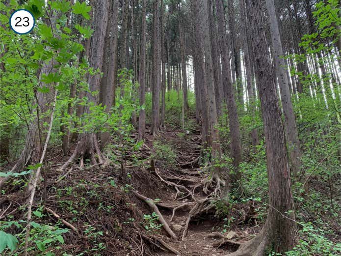 尾根が見えてくる