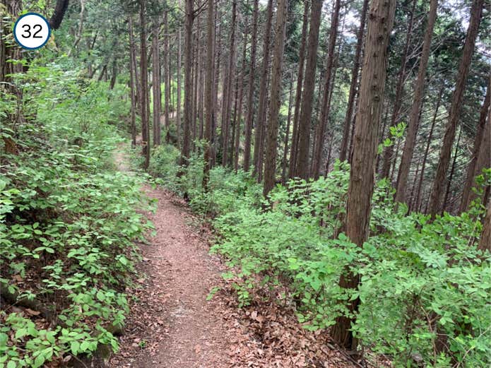 なだらかな登山道