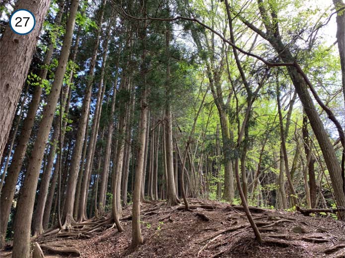 針葉樹林が見えてくる